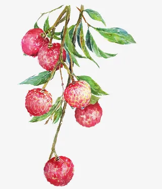 手绘水彩绘画水果荔枝免抠