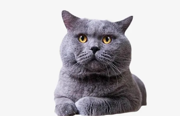 可爱的小懒猫蓝猫免抠
