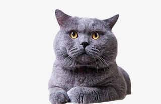 可爱的小懒猫蓝猫免抠