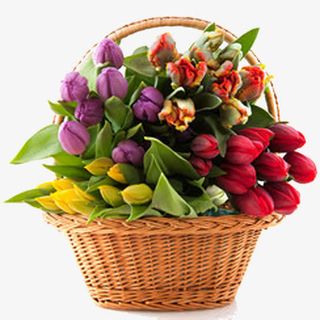 花篮花朵陶冶情操免抠 花篮花朵陶冶情操免抠
