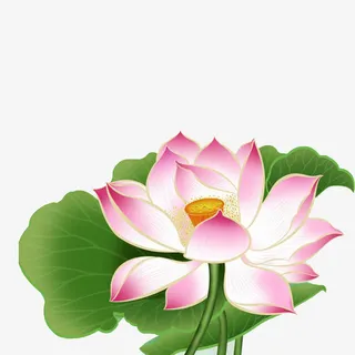 手绘荷花免抠 手绘荷花免抠