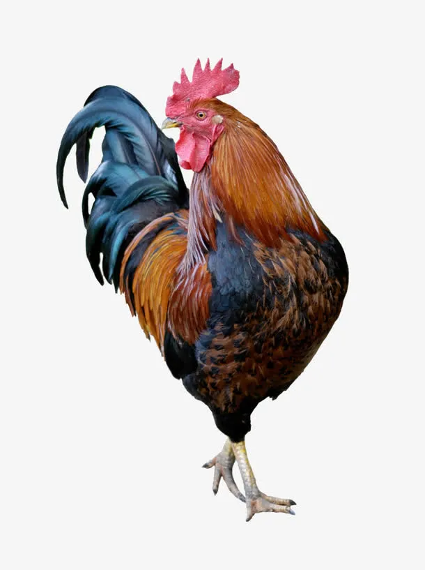 大公鸡真实摄影免抠