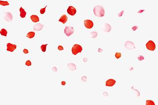 桃花花瓣    节日   鲜花免抠