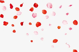 桃花花瓣    节日   鲜花免抠