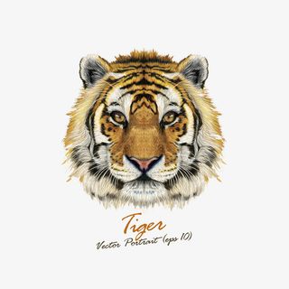 手绘老虎免抠