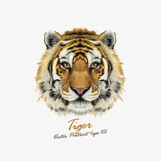 手绘老虎免抠