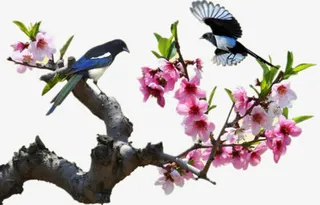 梅花枝黑色树枝喜鹊免抠