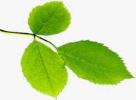 春天漂浮绿叶植物免抠