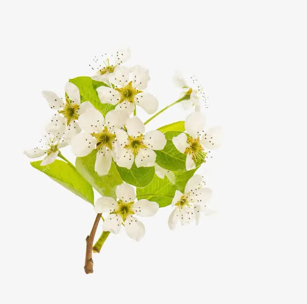 一枝梨花免抠