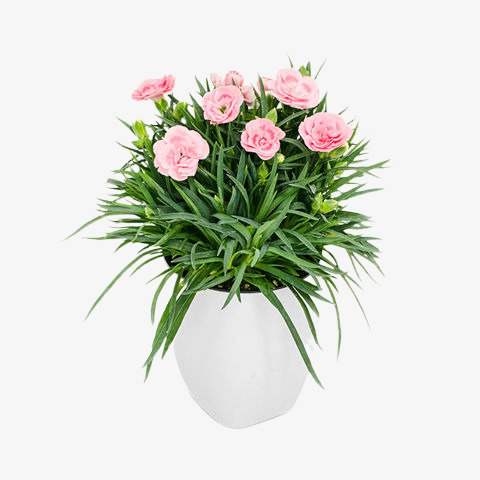 小清新花草花盆，粉红花朵免抠