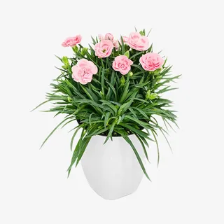 小清新花草花盆，粉红花朵免抠