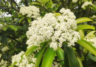 春天公园植物图高清