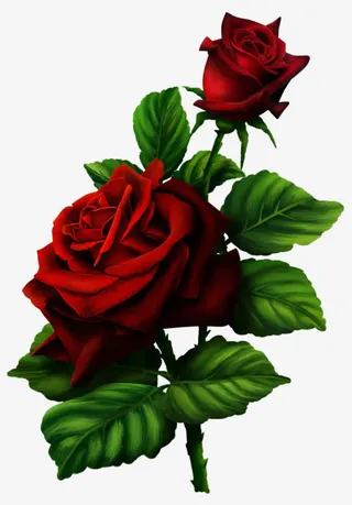 红色玫瑰免抠