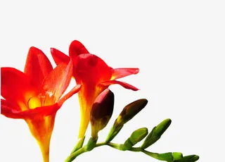 半开放的小苍兰免抠