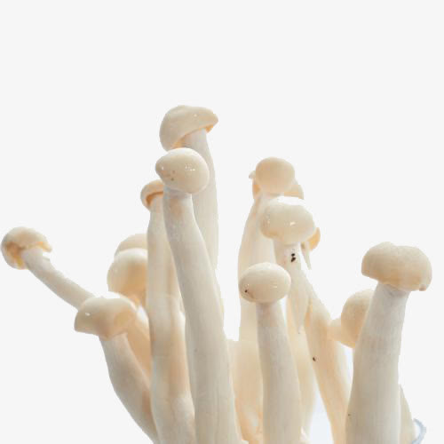 菌菇海鲜菇免抠