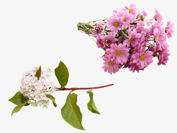 唯美鲜花免抠