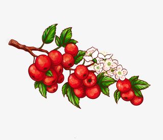 一串山楂 山里红免抠
