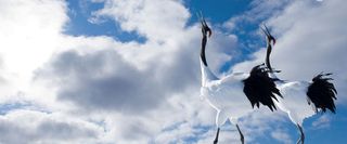 天空下的丹顶鹤高清