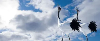 天空下的丹顶鹤高清