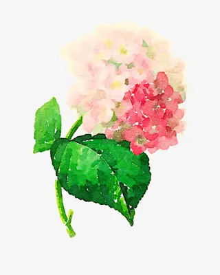 彩色手绘的花朵免抠