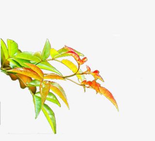 彩绘绿色叶子树枝免抠