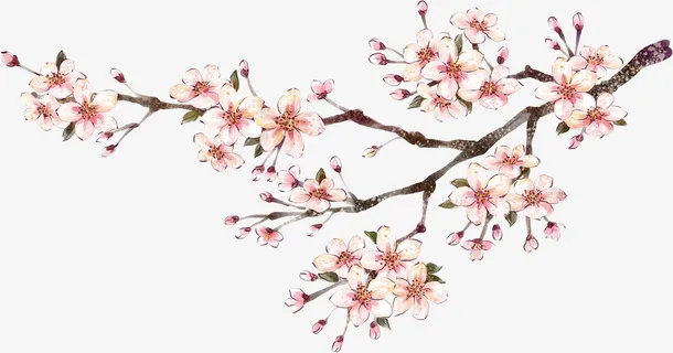 梅花免抠