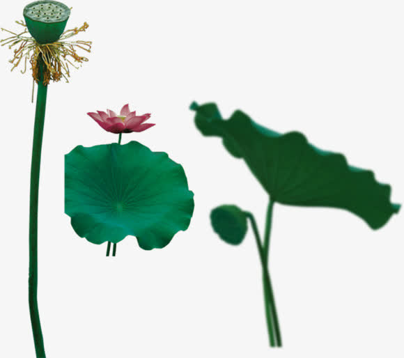 荷叶莲蓬莲花免抠