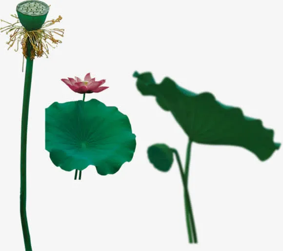 荷叶莲蓬莲花免抠
