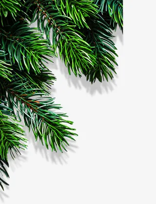 松树，树枝，植物免抠