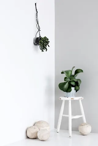 白色墙壁绿色植物免抠