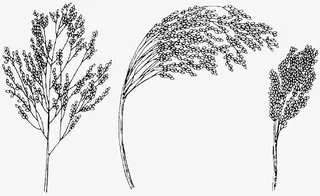 灰色的黍子免抠