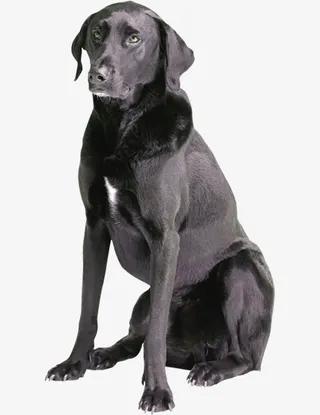 狗年新年黑狗免抠