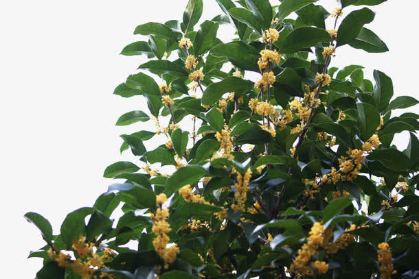 桂花免抠