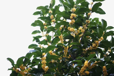 桂花免抠 桂花免抠