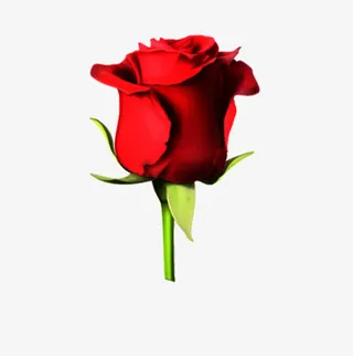 玫瑰免抠