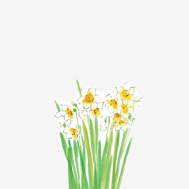 水彩水仙花免抠
