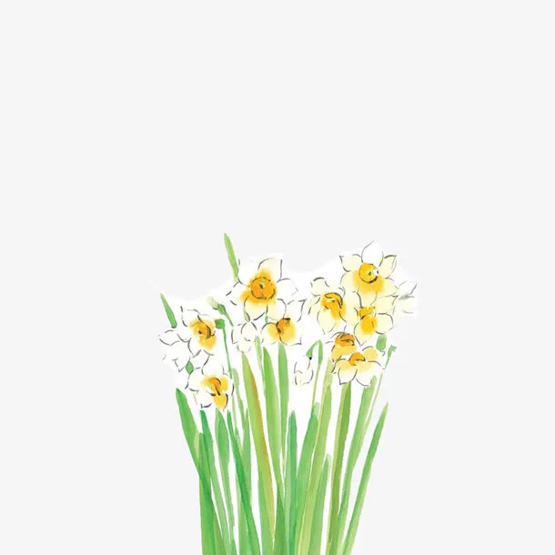 水彩水仙花免抠