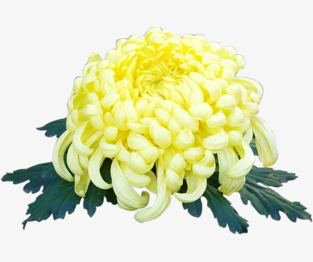黄色菊花免抠