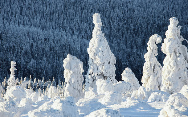 冬季雪花树林风景免抠