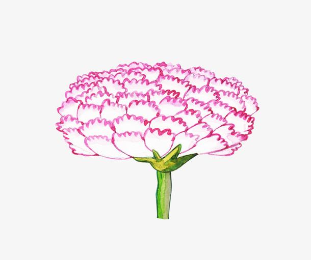 手绘康乃馨免抠