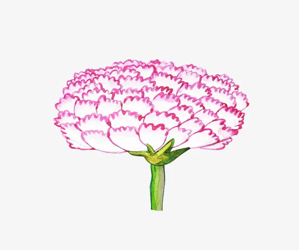 手绘康乃馨免抠