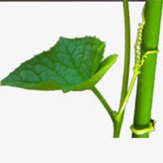 漂浮花瓣气泡简洁大方树叶树丛免抠