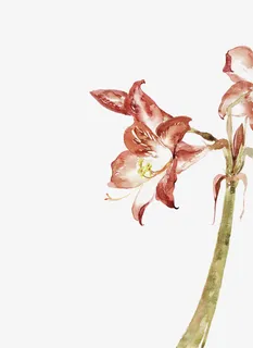 水彩桃花树枝植物免抠 水彩桃花树枝植物免抠