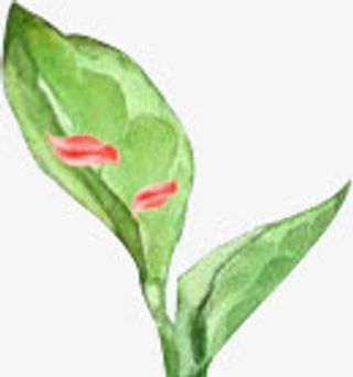 扁平风格合成绿色的输液植物免抠