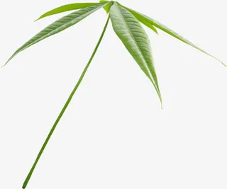 清新绿色叶子png素材免抠