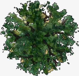 手绘树的俯视图免抠