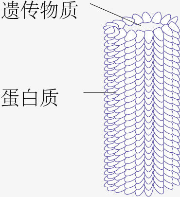 烟草花叶病毒免抠