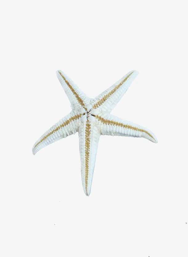 夏日摄影海星沙滩免抠