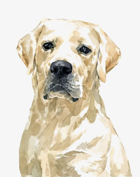 水彩金毛犬免抠