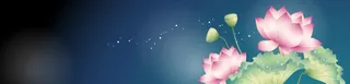 荷花banner背景